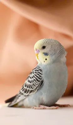 Как определить пол волнистого попугая, отличить мальчика от девочки, самца  от самки