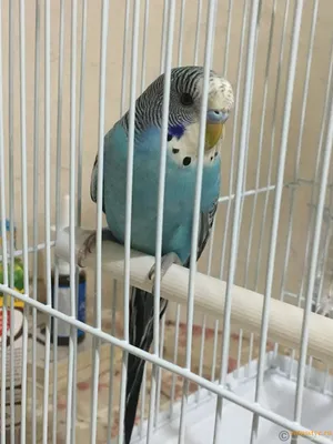 Молодой самец волнистого попугая - 72 фото
