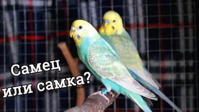 Как узнать пол своего волнистого попугая: советы