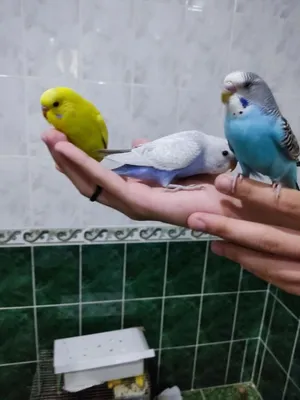 Волнистые попугаи домашнего разведения в Саяногорске