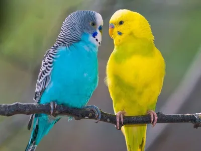 Волнистый попугай / Melopsittacus undulatus - «Как научить разговаривать  волнистого попугайчика за месяц? Плюсы и минусы содержания в доме» | отзывы