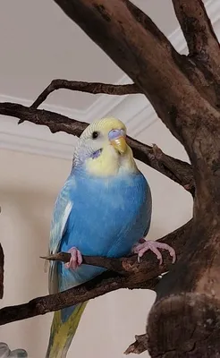 Архів Волнистый попугай, 3 месяца, девочка. ✔️ 150 грн. ᐉ Папуги в Одесі на  BON.ua 65548334