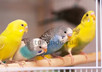Птенцы волнистых попугаев купить на Зозу.ру