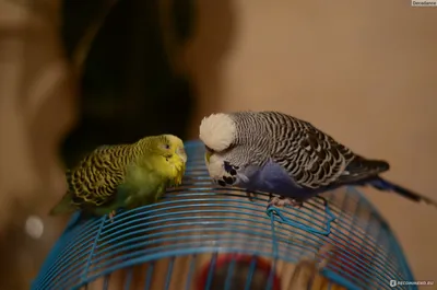 Продаются молодые волнистые попугаи (от... - Baby Zoo Moldova | Facebook