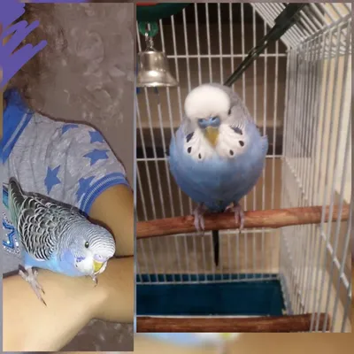 Волнистые попугаи - Tartu - Животные, Птицы купить и продать – okidoki