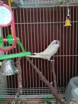 Молоденький волнистый попугай 2,5 месяцев: 300 грн. - Птицы Николаев на Olx
