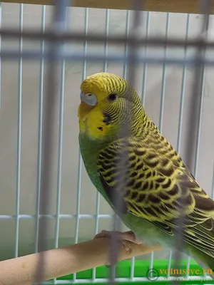 Как быстро научить волнистого попугая разговаривать) Моя история+видео |  Adelina_wsy | Дзен