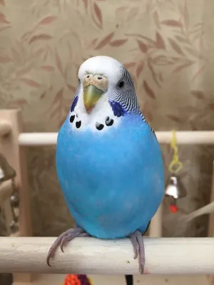 Привыкание и пение волнистого попугая Тоши в 3.5 месяца - YouTube