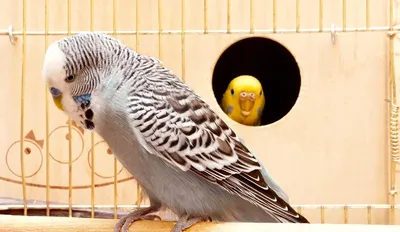 Волнистый попугай / Melopsittacus undulatus - «Милое, умное создание, наш  лучший друг -Кеша 🦜👍все о нашем любимце и уходе за ним » | отзывы