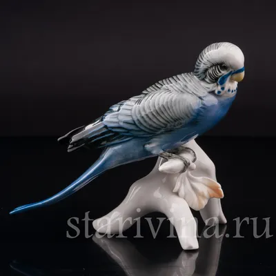 Выставочный волнистый попугай - ВВП ЧЕХ выкормыш - Попугаи