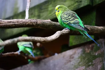 Волнистый попугайчик: А какие они в дикой природе? | Пикабу