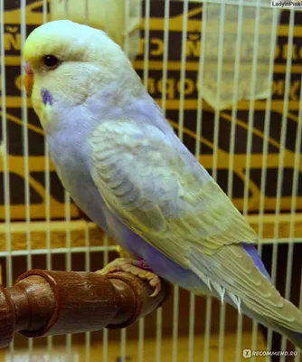 Волнистые попугаи умные птицы - 66 фото