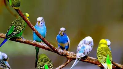 Картинки волнистого попугая - 68 фото