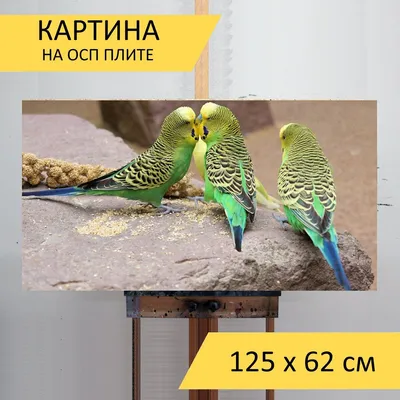 Питомник попугаев, купить попугая в питомнике в Москве по выгодной цене,  Пернатое царство