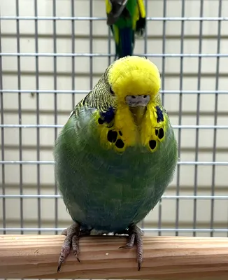 Волнистый попугай чех самец в Москве по доступным ценам