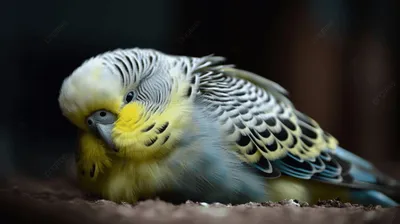 Волнистый попугай в клетке стоковое фото. изображение насчитывающей бобра -  134981622