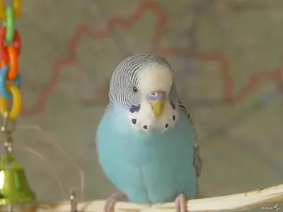 Волнистый попугай мальчик фото фото