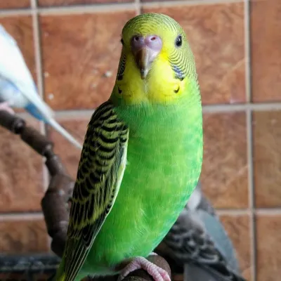 Волнийстый попугай, мальчик куплю №89795 - птичий рынок ЭКЗОТИКА