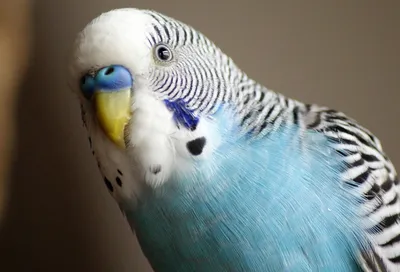 Как выбрать волнистого попугая мальчика: видео, советы