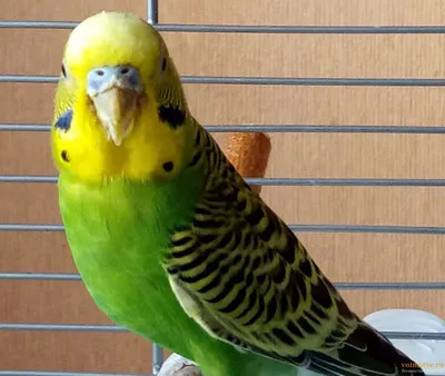 Зеленый волнистый попугай мальчик - картинки и фото poknok.art