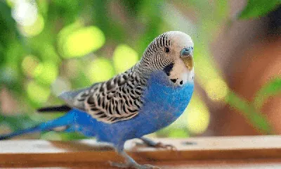 Волнистый попугайчик сидит на …» — создано в Шедевруме