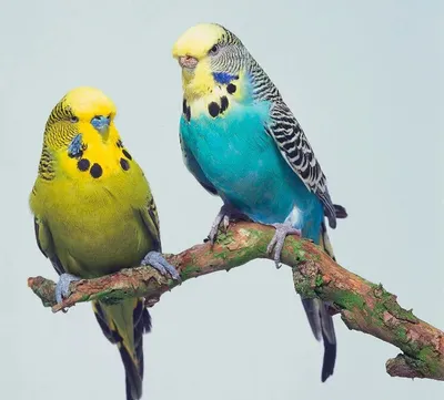 Волнистый попугайчик: мальчик, девочка или пара» — Яндекс Кью