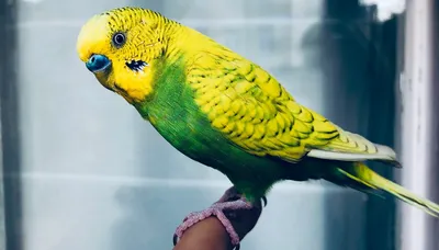 Волнистый попугай мальчик (55 фото) - красивые фото и картинки pofoto.club