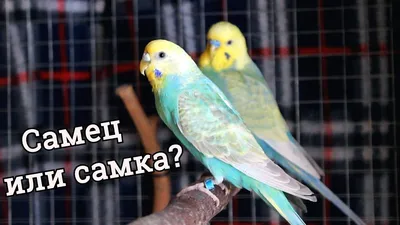 Думали девочка, а оказался мальчик! | Клетка с попугаем | Дзен