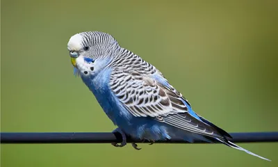 Волнистый попугай мальчик - 72 фото