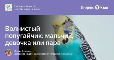 Отдаю волнистого попугая мальчика в добрые руки | Форумы о попугаях  Parrots.ru