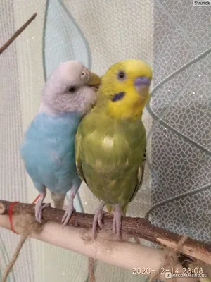 Кто лучше попугай мальчик или девочка?