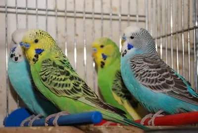 Волнистый попугайчик мальчик отдам в семью попугаев - Форумы о попугаях