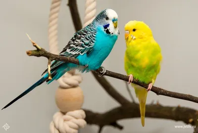 Волнистые попугаи купить 2000 руб. №97314 - птичий рынок ЭКЗОТИКА