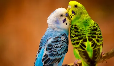 Отдаю волнистого попугая мальчика в добрые руки | Форумы о попугаях  Parrots.ru