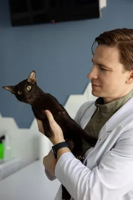 Подкожный клещ у кошек: симптомы, лечение, профилактика демодекоза у котов  – VETDOCS