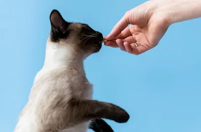 Демодекоз у кошек - схема лечения, фото, симптомы и признаки заболевания