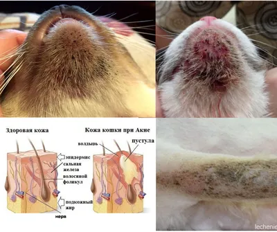 Подкожный клещ у кошек: симптомы, лечение, профилактика демодекоза у котов  – VETDOCS