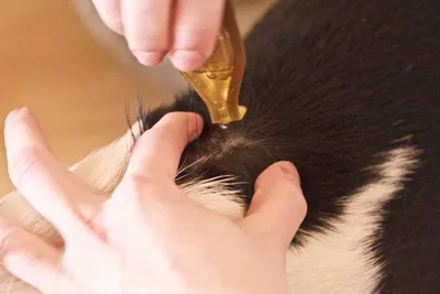 Колтуны у кошки - как избавиться от колтунов у кота | Royal Canin