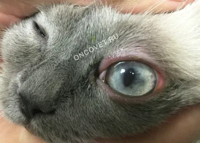 Ветеринарная Клиника Вет-Диапазон Самара - Вот это мы обнаружили у кота в  ушах. Демодекоз – внутрикожное паразитарное заболевание, которое вызывает  подкожный клещ – Демодекс, он относится к чесоточным клещам, поэтому  синонимами заболевания