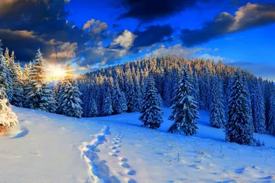 Зимний лес днем (76 фото) - 76 фото