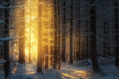 Волшебный зимний лес. Фотограф Смольский Евгений