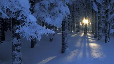 Волшебный снег покрыл зимний лес Стоковое Изображение - изображение  насчитывающей курорт, облако: 157371595
