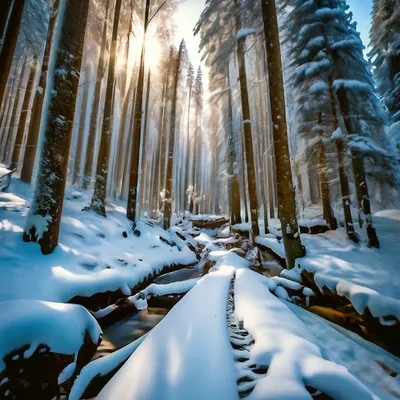 Волшебный зимний лес (87 фото) »