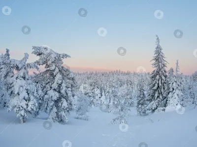 Волшебный зимний лес | Пикабу