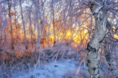Волшебный зимний лес — Фото №328675