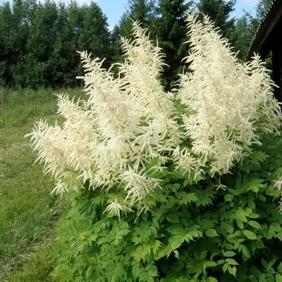 Волжанка двудомная - Волжанка - GardenPlants