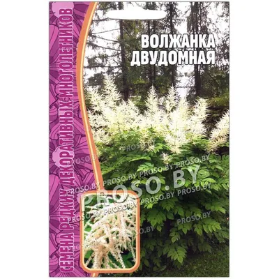 Волжанка кокорышелистная \"Aruncus\"