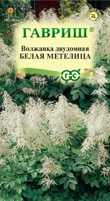 Волжанка двудомная ✓ купить саженцы в питомнике в Москве, Туле, Белгороде