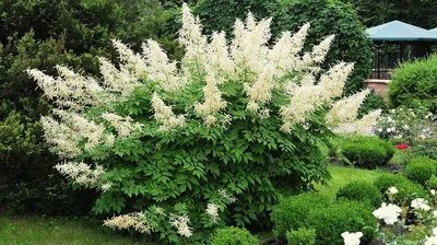 Волжанка кокорышелистная - Волжанка - GardenPlants