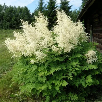 Купить саженцы Арункуса волжанки 🌱по цене от 590₽ из питомника с доставкой  | Питомник «Зелёная Фазенда»